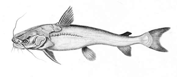 Image of Hexanematichthys