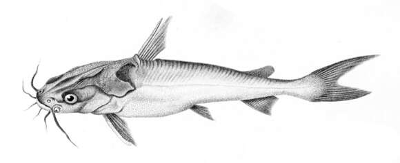 Image of Guri Sea Catfish