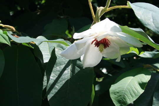 Image of Wilson's magnolia