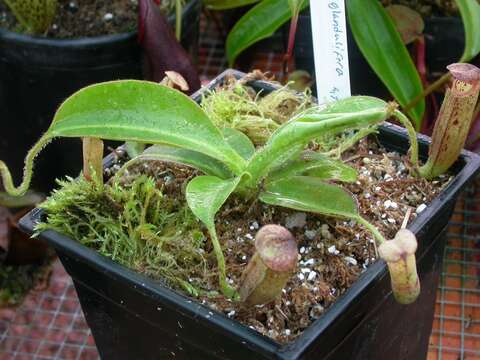 Image of Nepenthes glandulifera Chi. C. Lee