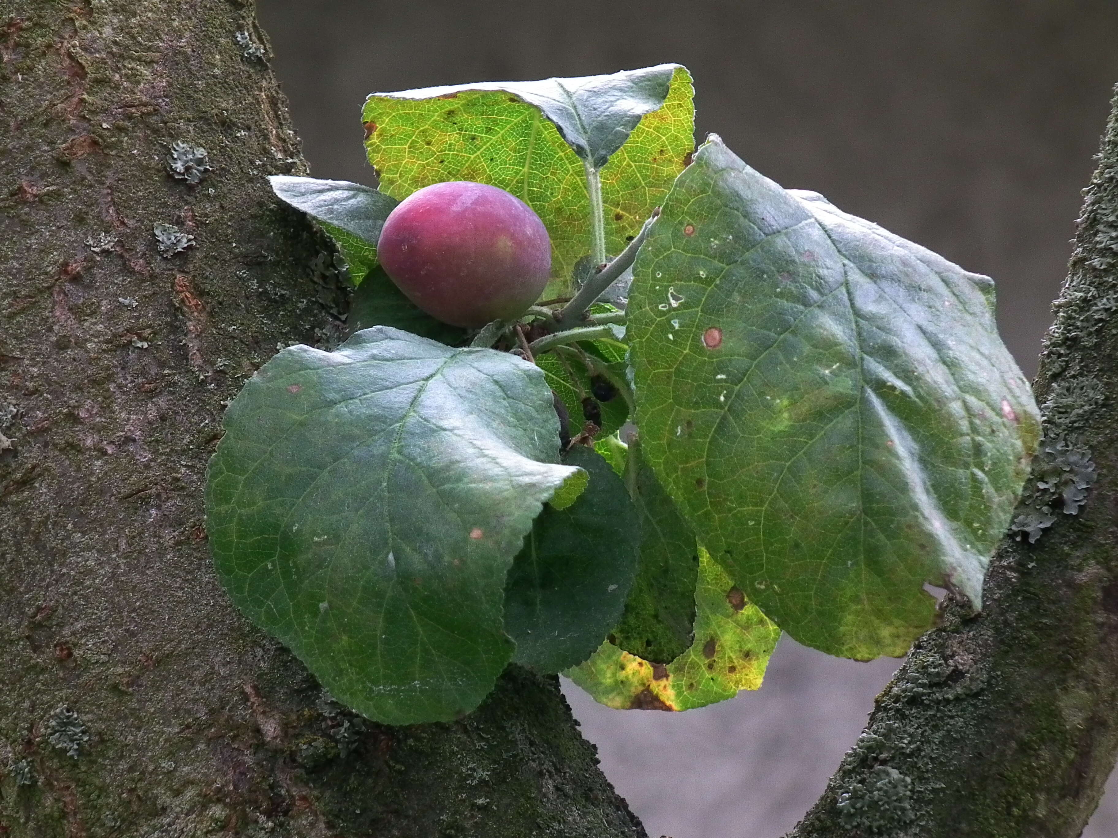 Image of European plum