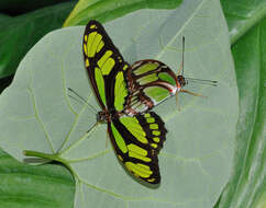 Image of dido longwing