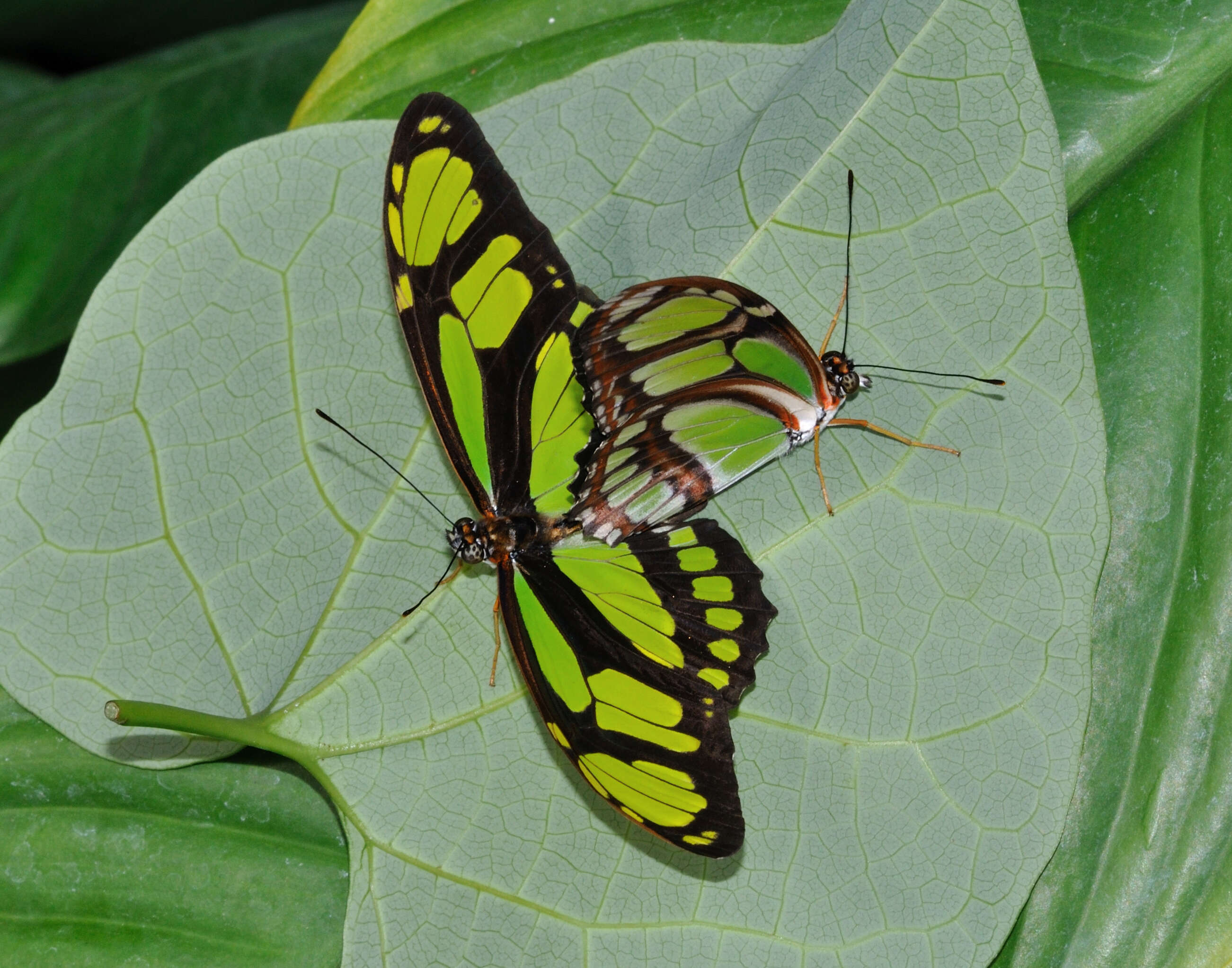 Image of dido longwing