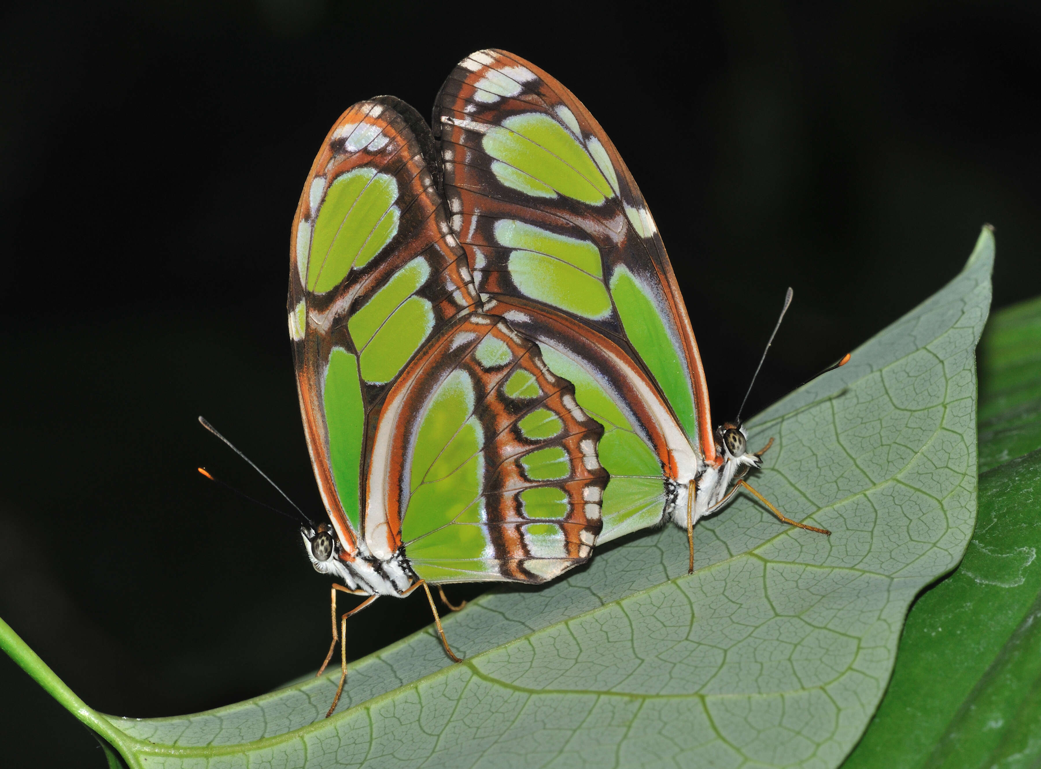 Image of dido longwing