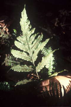 Image of Tectaria estremerana Proctor & A. M. Evans