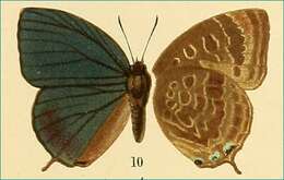 Plancia ëd Arhopala kiriwinii Bethune-Baker 1903