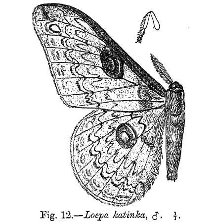 Image of Golden Emperor Moth