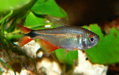 Image of Buenos Aires tetra