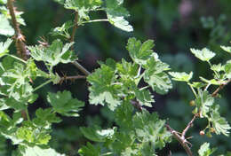 Image of gooseberry currant