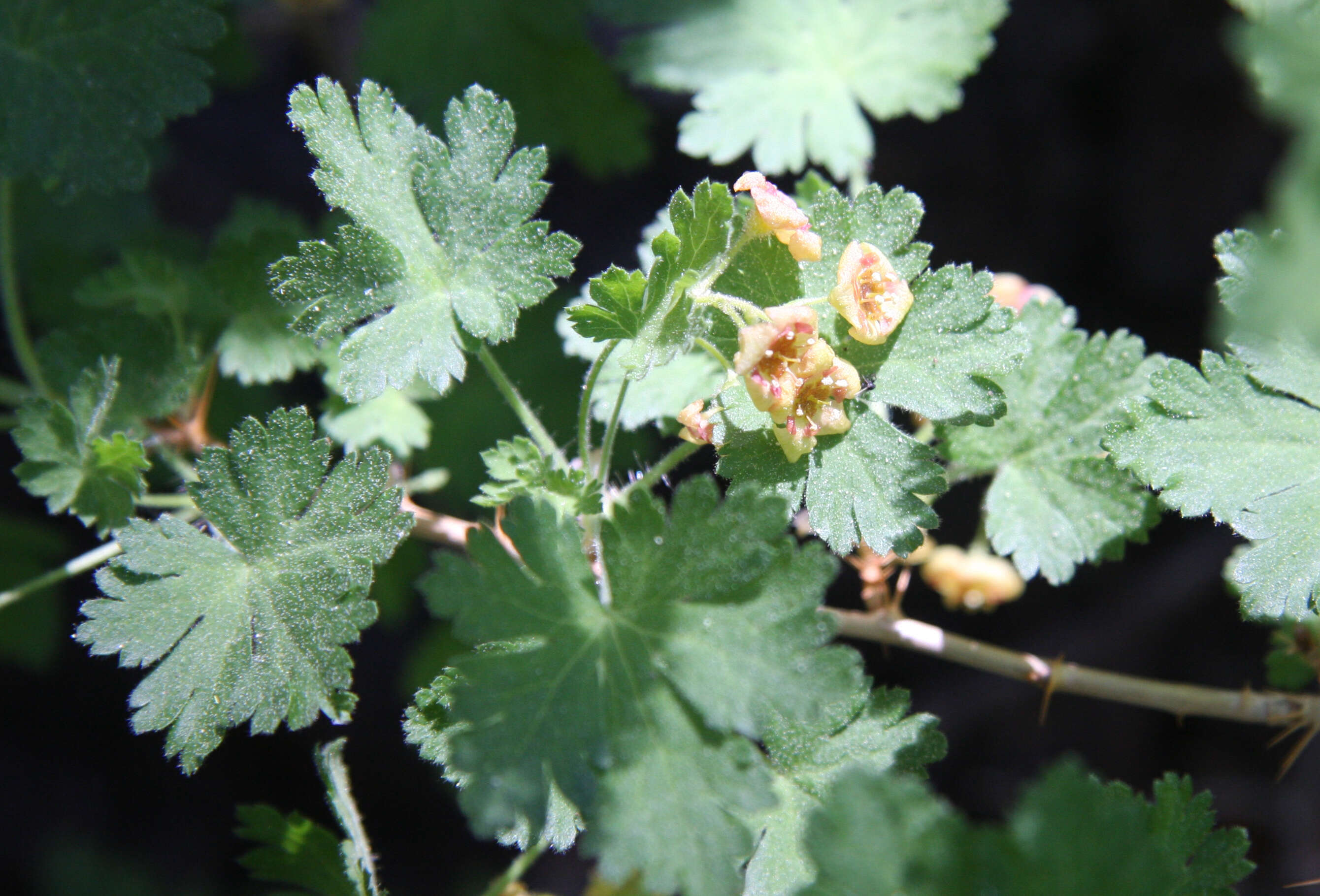 Image of gooseberry currant