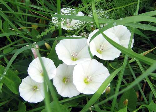 Image of Field Bindweed