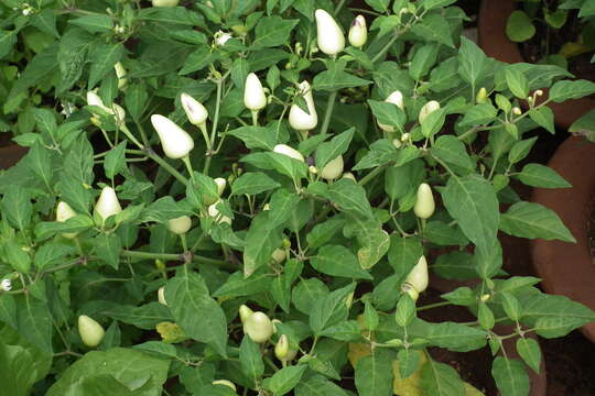 Imagem de Capsicum annuum L.