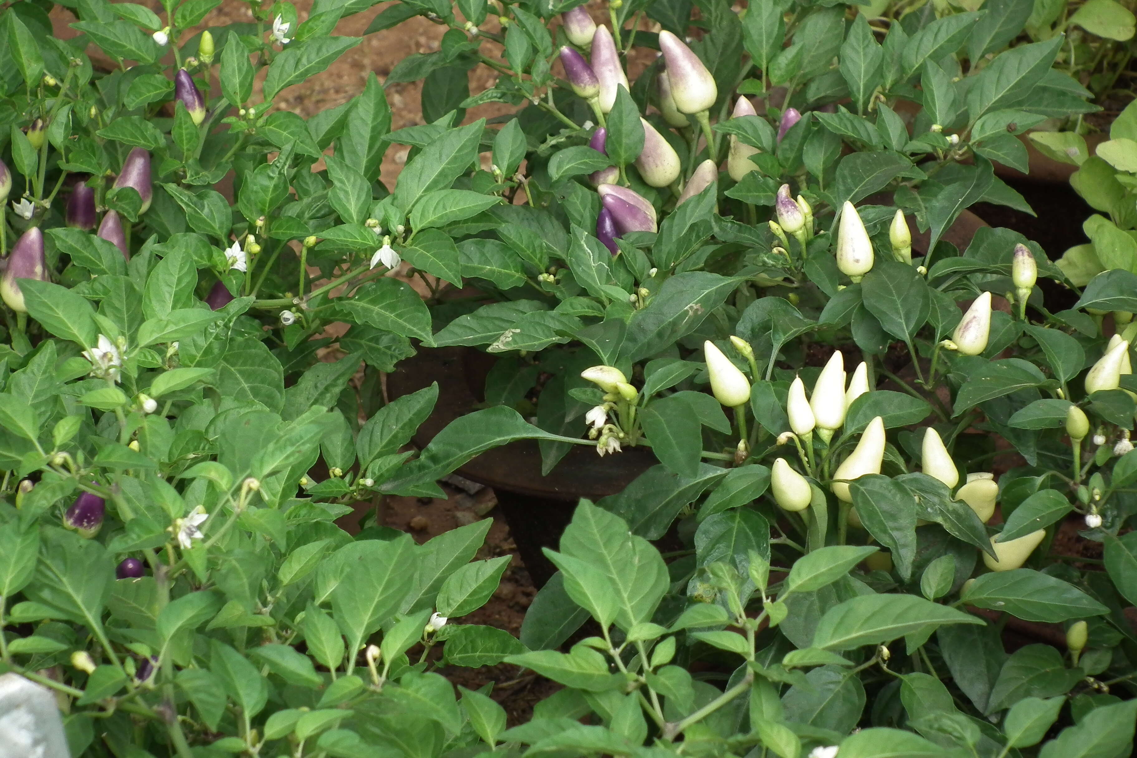 Image of cayenne pepper