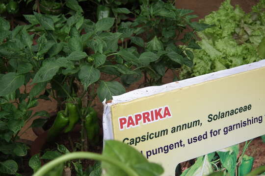 Imagem de Capsicum annuum L.