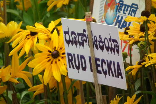 Image de Rudbeckia fulgida Ait.