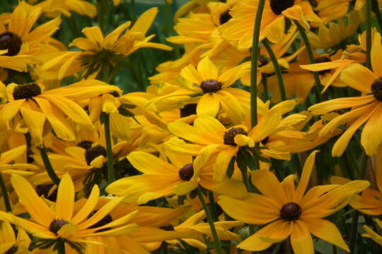 Image de Rudbeckia fulgida Ait.