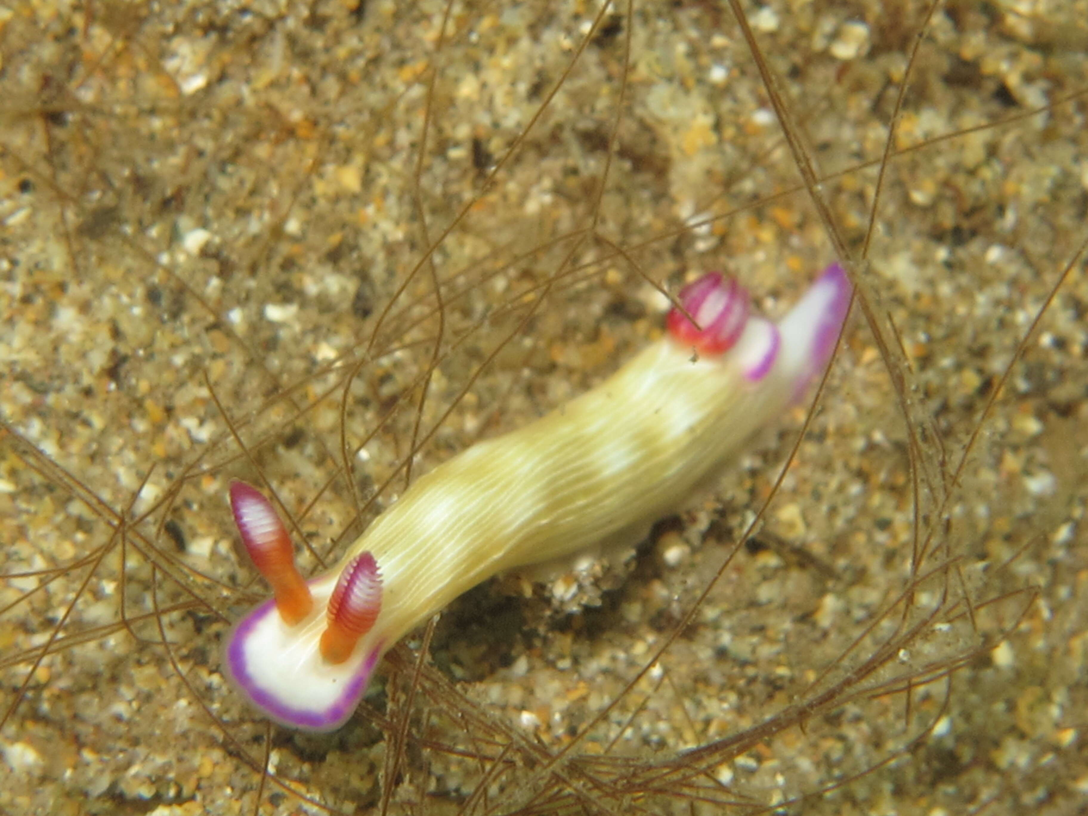 Image of Hypselodoris violabranchia Gosliner & R. F. Johnson 1999