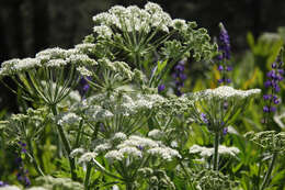 Plancia ëd Heracleum sphondylium subsp. montanum (Schleicher ex Gaudin) Briq.