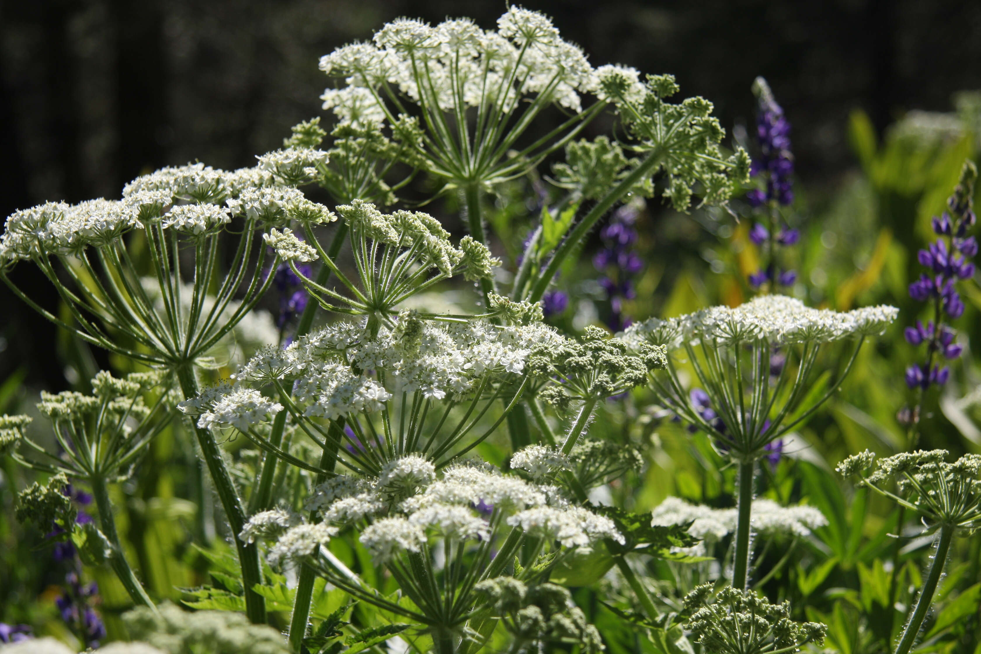 Image of American Cow-Parsnip