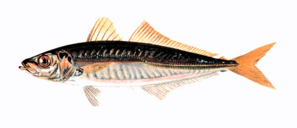 Image of Round Scad