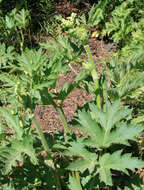 Plancia ëd Heracleum sphondylium subsp. montanum (Schleicher ex Gaudin) Briq.