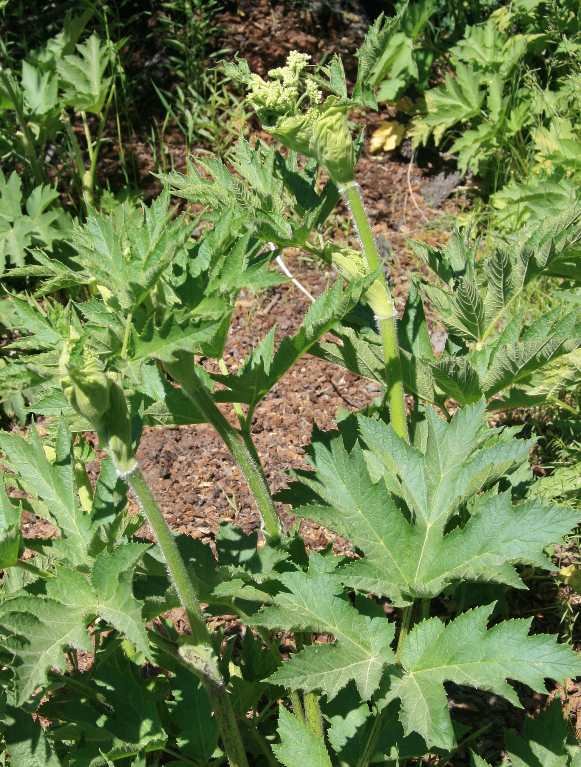 Plancia ëd Heracleum sphondylium subsp. montanum (Schleicher ex Gaudin) Briq.