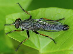 Image of Neomochtherus geniculatus