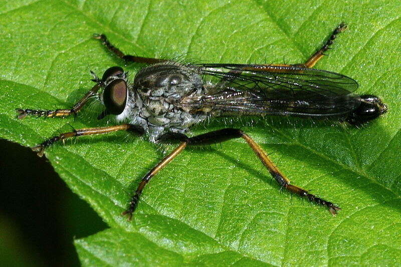 Image of Neomochtherus geniculatus