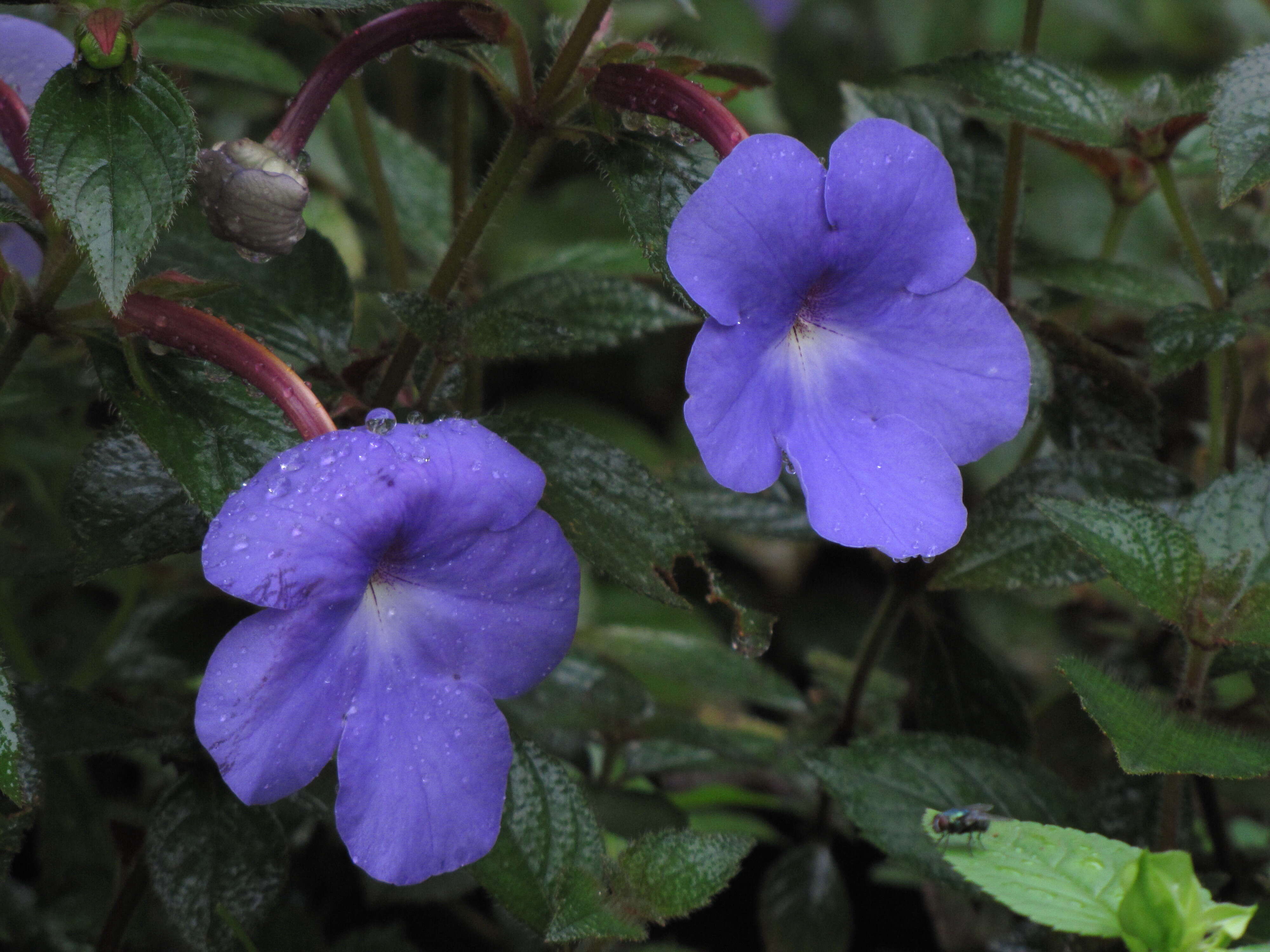 Image of Achimenes longiflora DC.