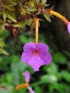 Image of Achimenes longiflora DC.