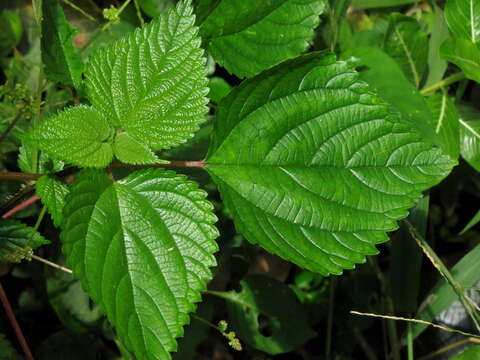 Image of Tragia involucrata L.