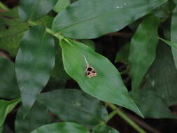 Image of Deltoplastis commatopa Meyrick 1932