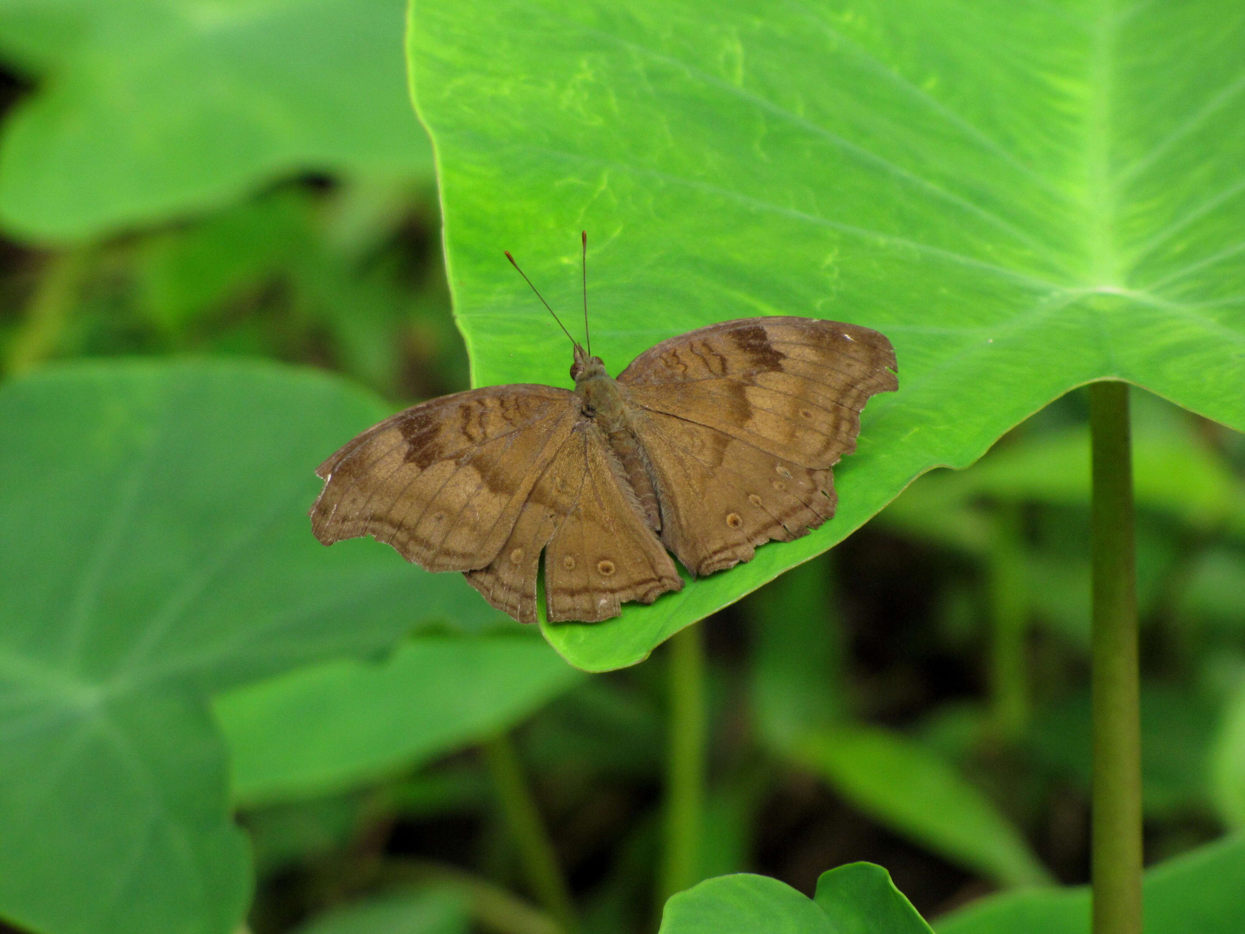 Image of chocolate pansy