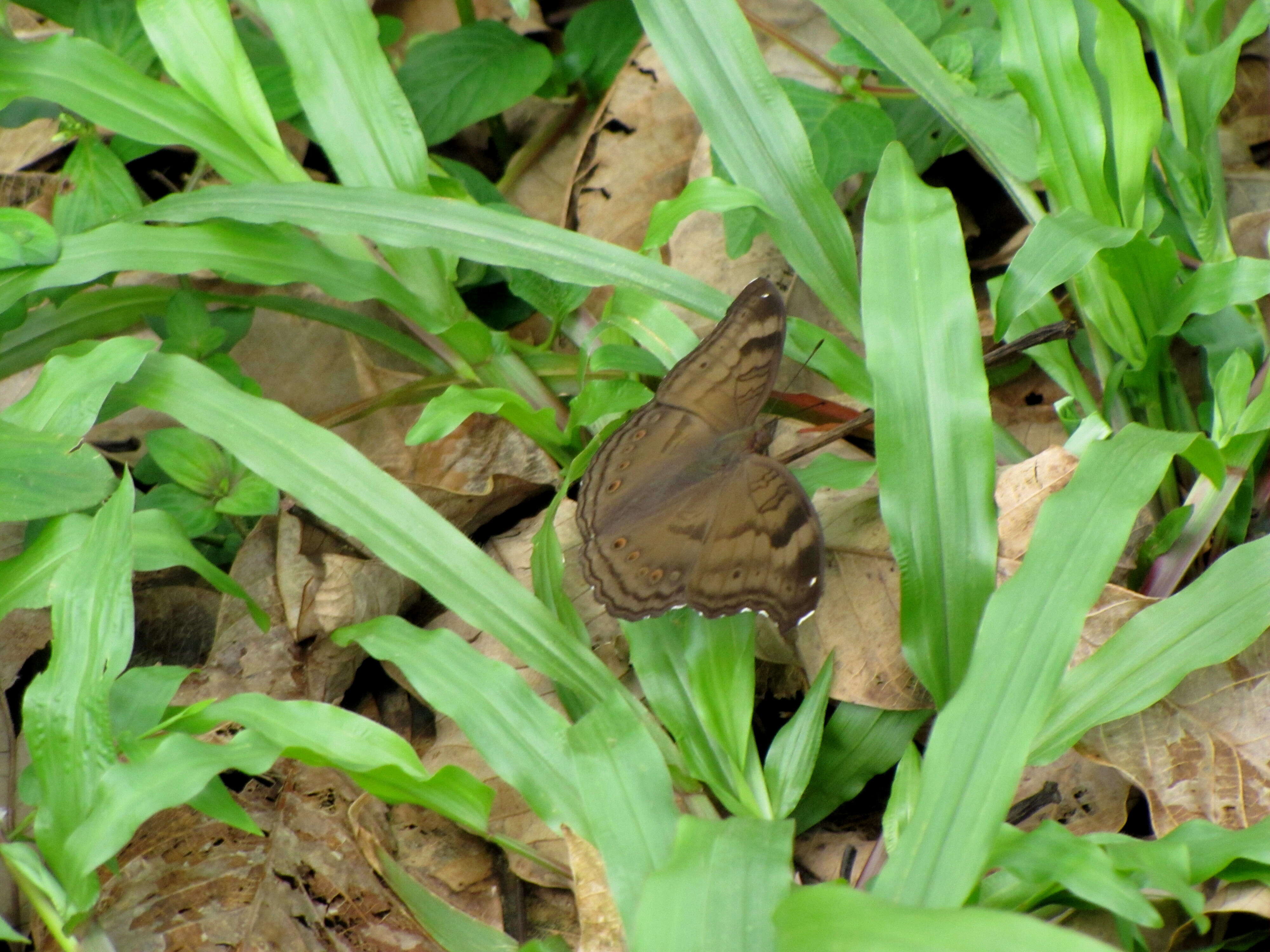 Image of chocolate pansy