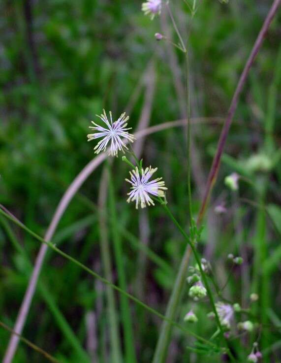 Thalictrum cooleyi Ahles的圖片