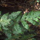 Image of Puerto Rico maiden fern