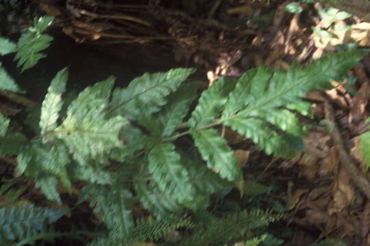 Image of Puerto Rico maiden fern