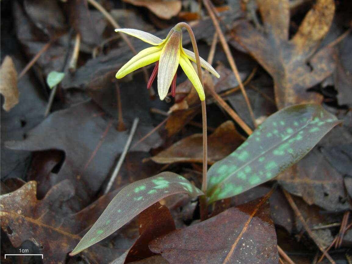 Image of dimpled troutlily