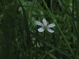 Plancia ëd Arenaria paludicola Robinson