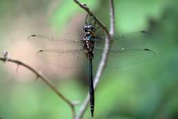 Image of Fine-lined Emerald