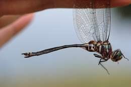 Image of Treetop Emerald