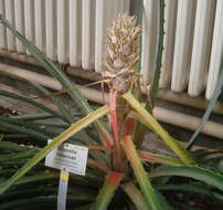 Plancia ëd Bromelia balansae Mez