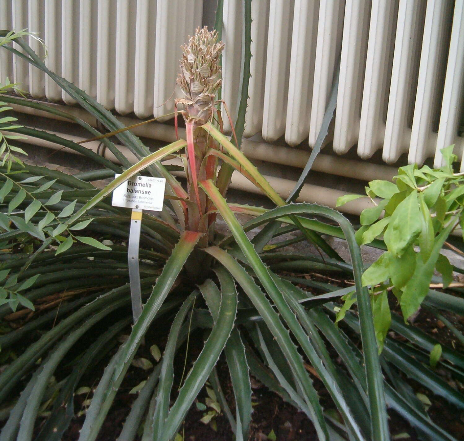 Plancia ëd Bromelia balansae Mez