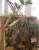 Image de Tillandsia tricolor Schltdl. & Cham.