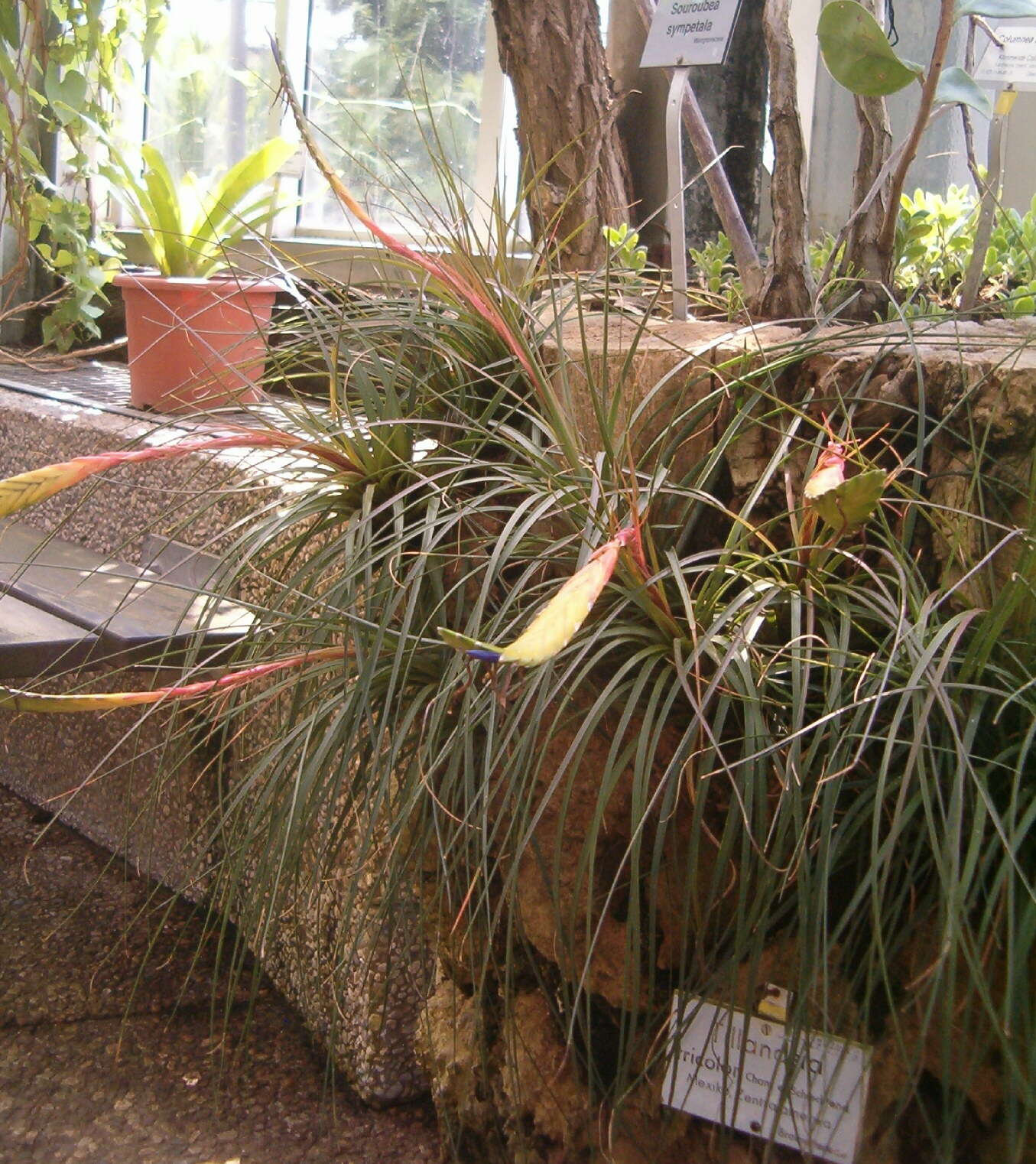 Image de Tillandsia tricolor Schltdl. & Cham.