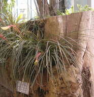 Image de Tillandsia tricolor Schltdl. & Cham.