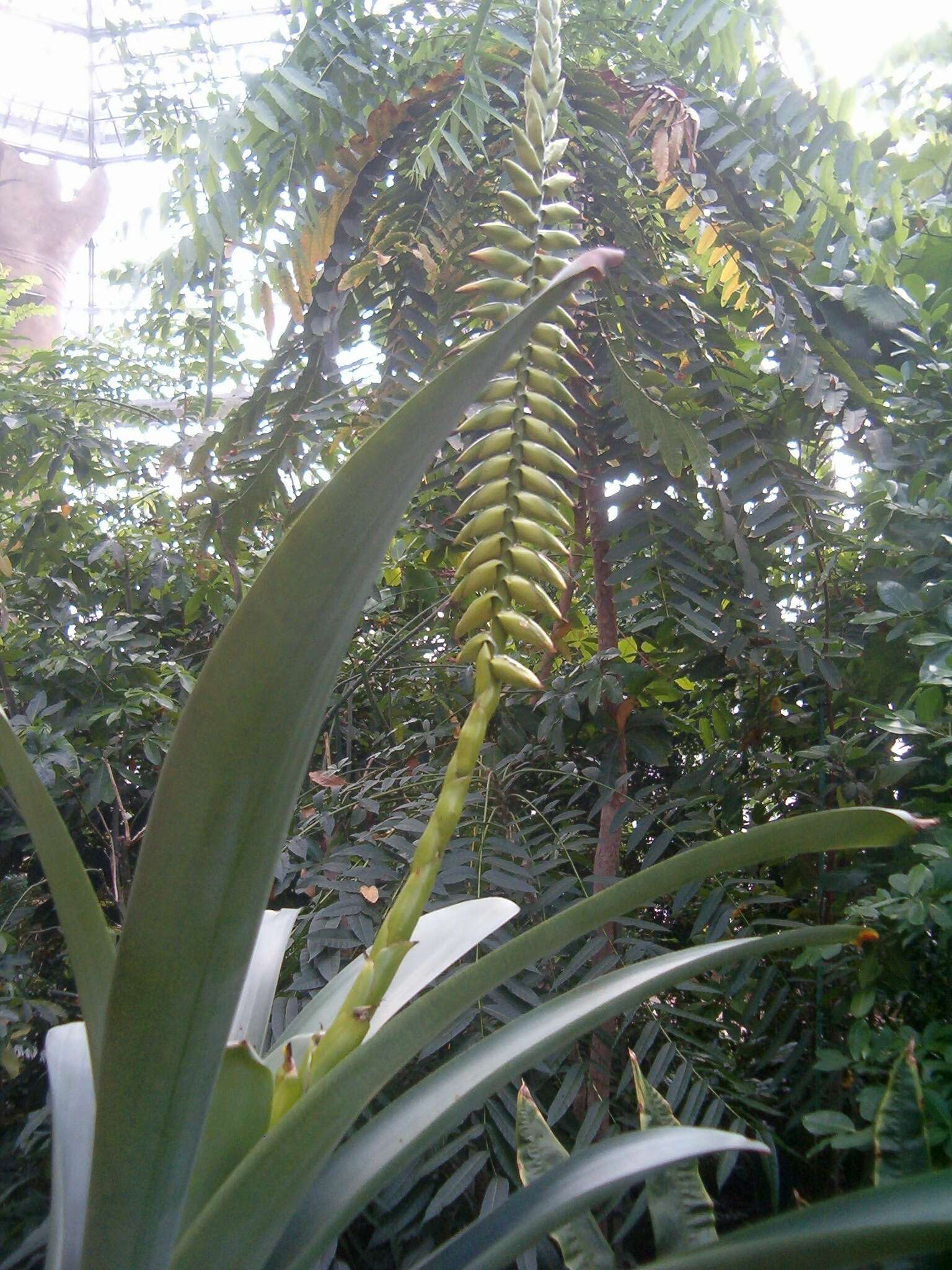 Vriesea bituminosa Wawra的圖片