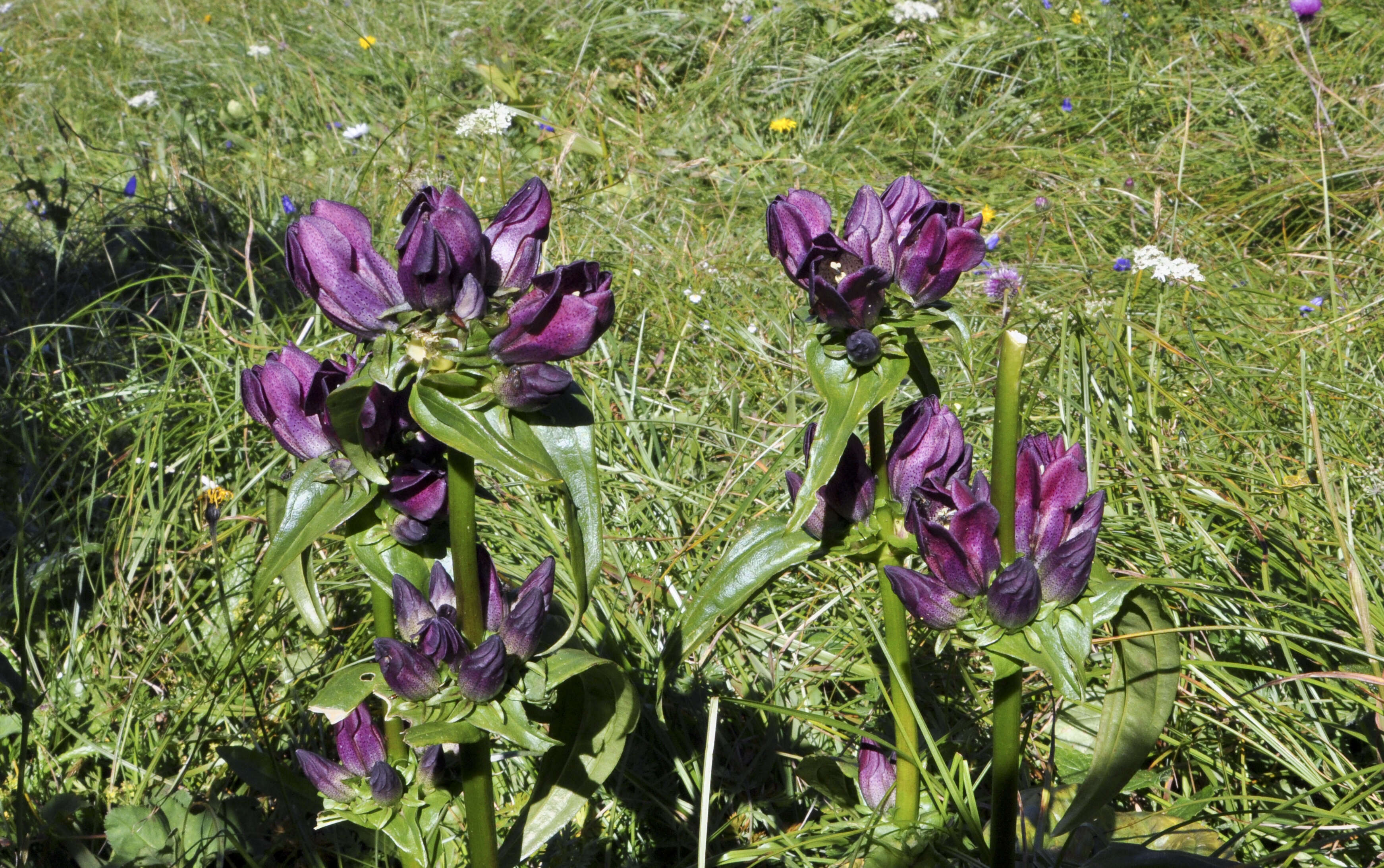 Image of Gentiana pannonica Scop.