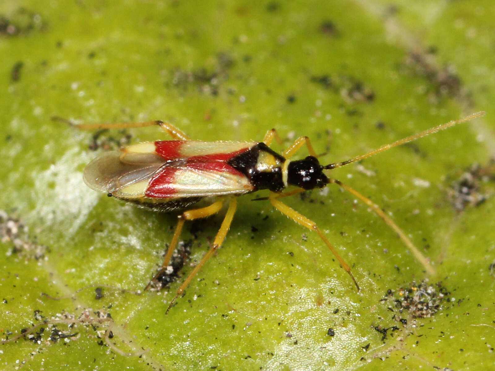 Слика од Tupiocoris californicus (Stal 1859)