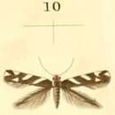 Plancia ëd Eteobalea albiapicella Duponchel 1843